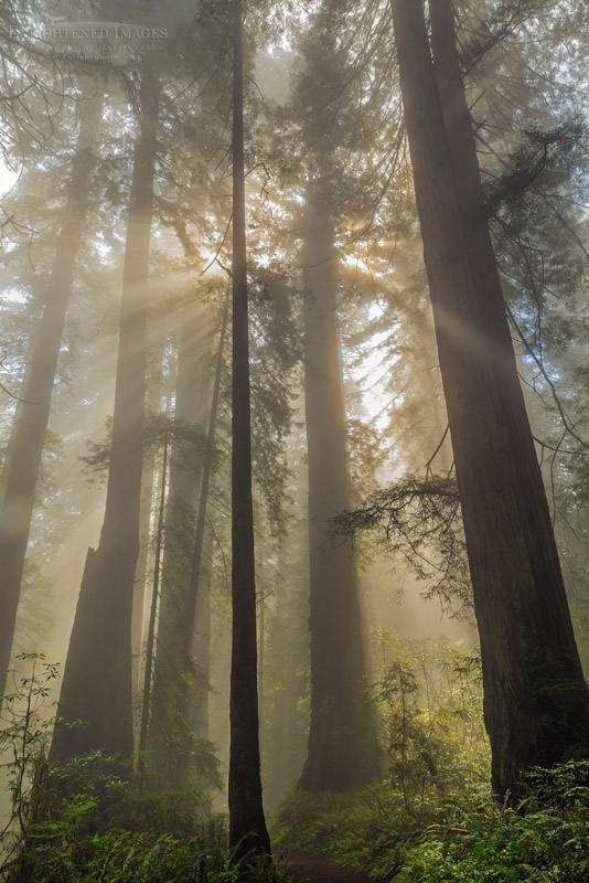 Sunlight in redwood forest Photo: Sunlight through Redwood forest and fog, Redwood National and State Parks, Del Norte County, California