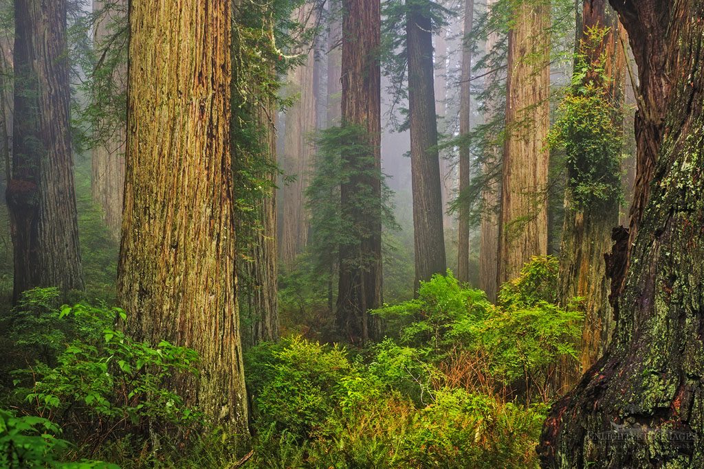 Photo: Redwood forest and fog, Redwood National and State Parks, Del Norte County, California