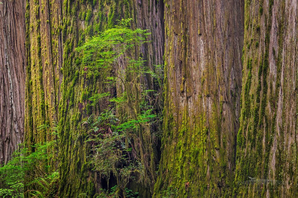 Photo: Detail of redwood tree trunks in forest, Redwood National and State Parks, Del Norte County, California