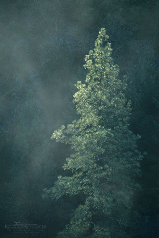 Morning mist and pine tree Photo: Sunlight on pine forest and mist along the North Fork of the Consumes River, El Dorado County, California