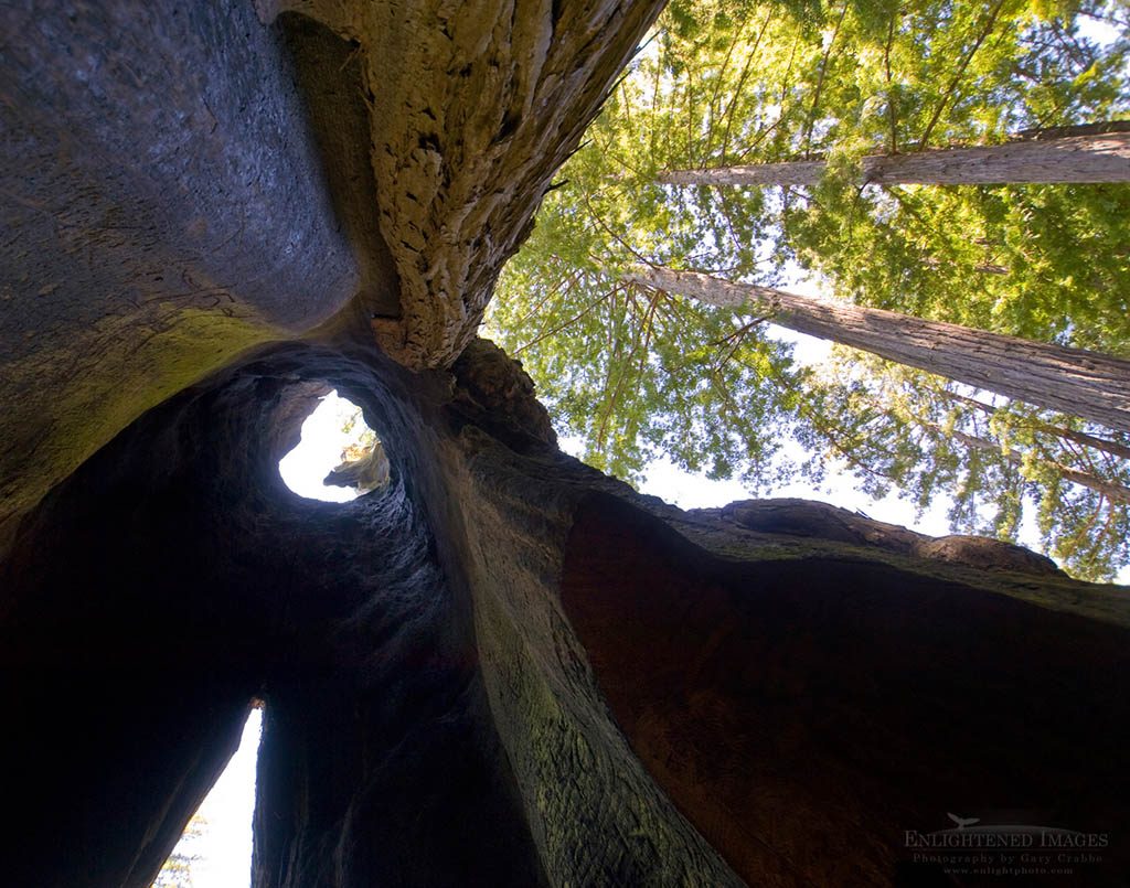 Photo: Looking up from inside Shrine Drive Thru Redwood Tree tourist attraction, Avenue of the Giants, Humboldt County, California