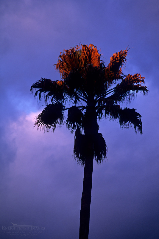 Storm clouds and palm tree at sunset Photo: Storm clouds and palm tree at sunset Lafayette, Contra Costa County, California