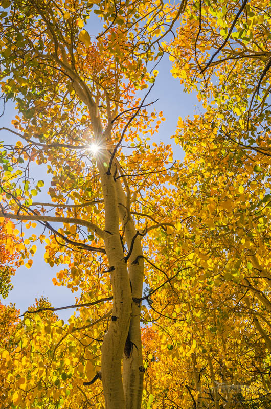 Aspen trees in autumn Photo: Aspen trees in fall, Dunderberg Meadow, Humboldt-Toiyabe National Forest, Mono County, Eastern Sierra, California