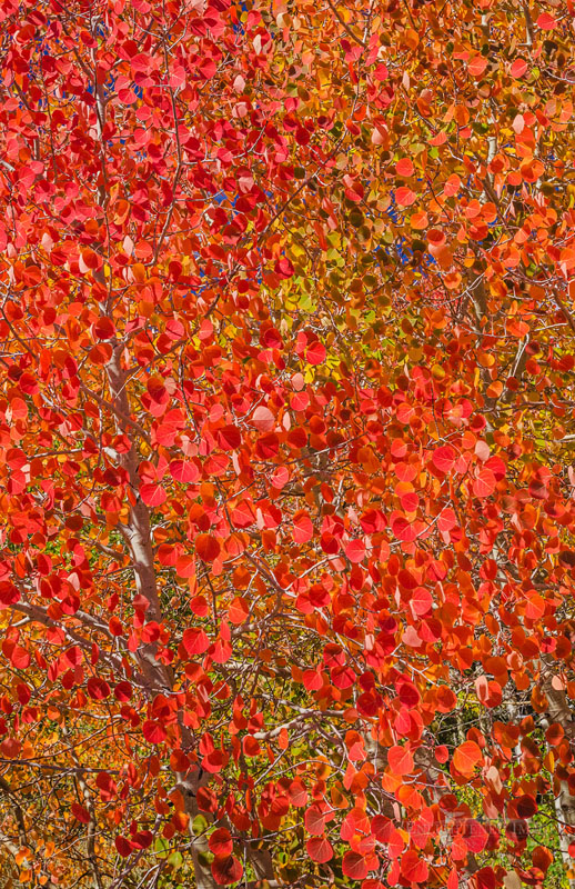 Red aspen leaves in fall Photo: Aspen trees in fall, Dunderberg Meadow, Humboldt-Toiyabe National Forest, Mono County, Eastern Sierra, California