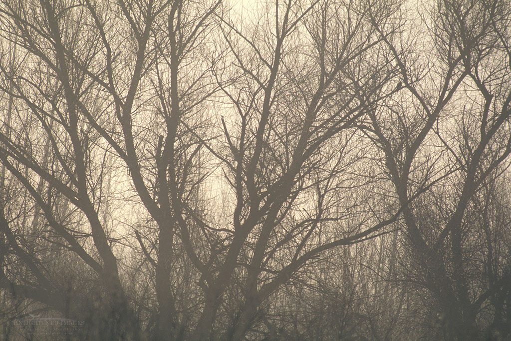 Barren tree branches at San Luis NWR Photo: Barren tree branches in riparian habitat, San Luis National Wildlife Refuge, near Los Banos, Merced County. California