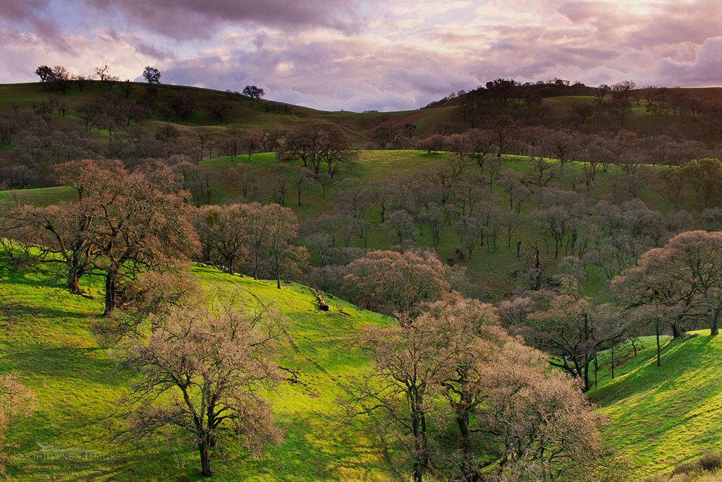 Oak trees and Diablo foothills Photo: Oak trees, green grass, and sunlight, Mt. Diablo State Park, Contra Costa County, California