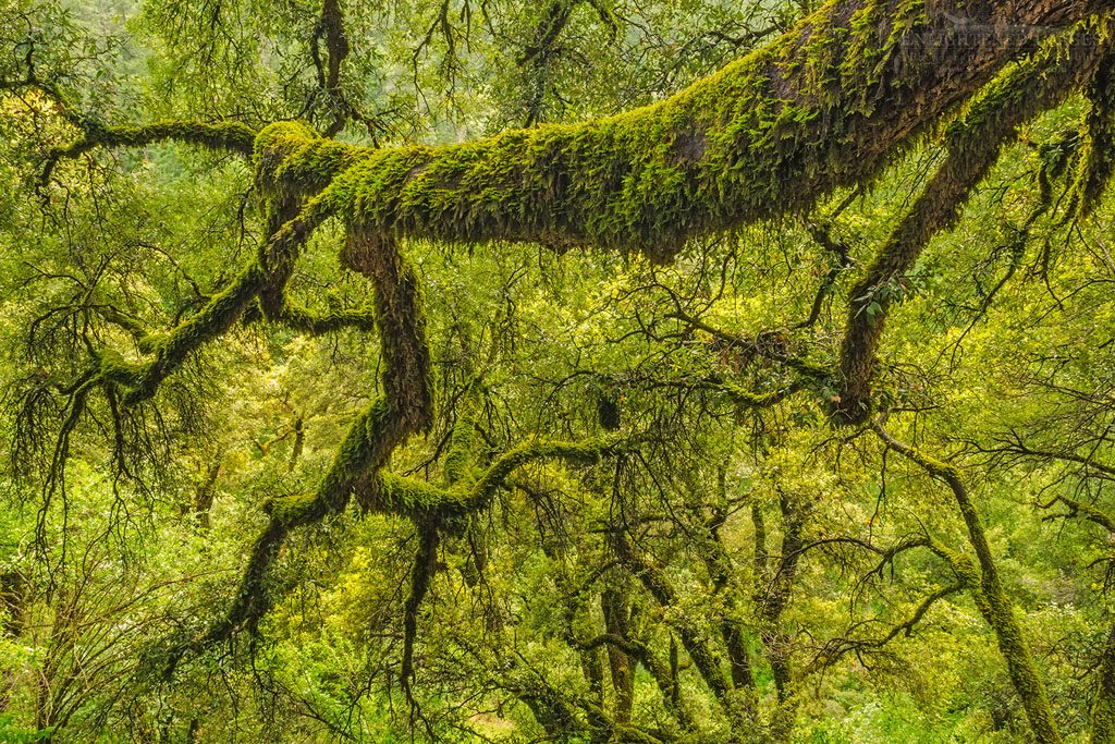 Photo: Moss-covered tree branch in forest, Shasta-Trinity National Forest, Shasta County, California