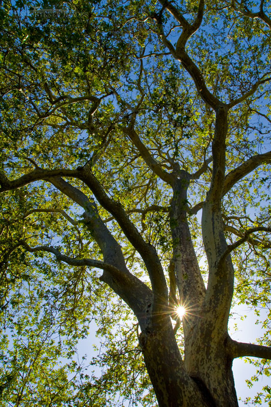 Sunlight through Sycamore tree Photo: Sunlight through trunk of 100+ year old Sycamore Tree at Linn's Family Farm, near Cambria, California