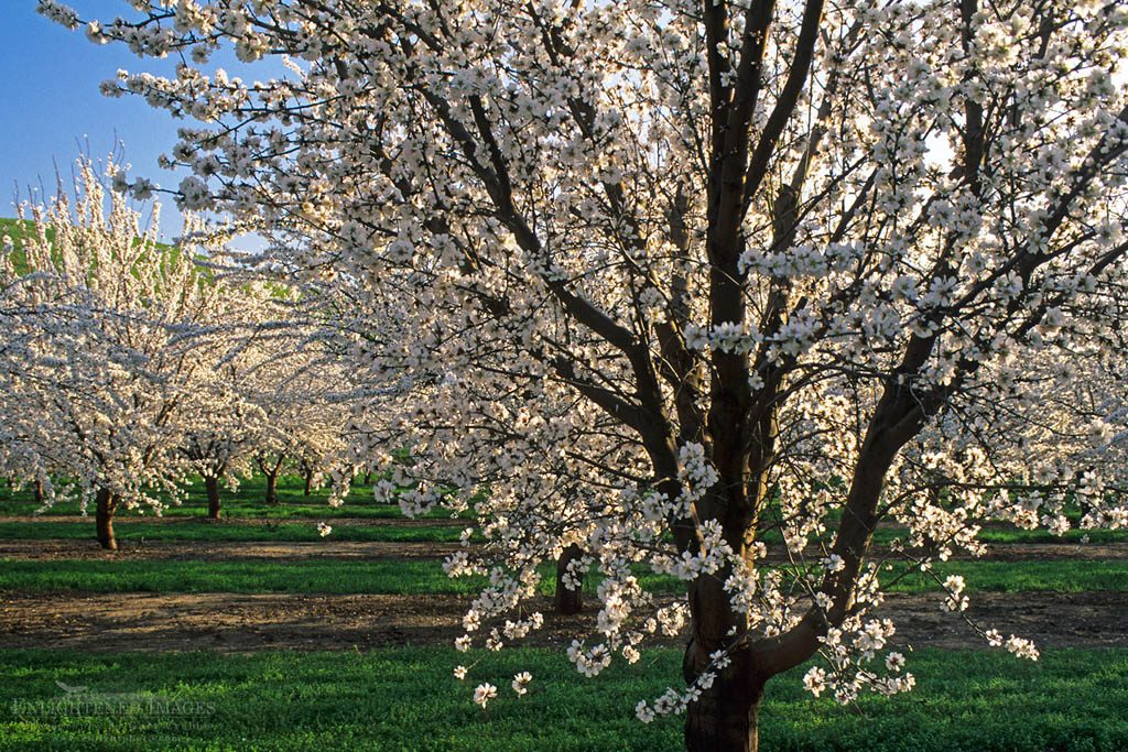 Photo: Almond Trees Blossom is spring in the Central Valley near Patterson, California