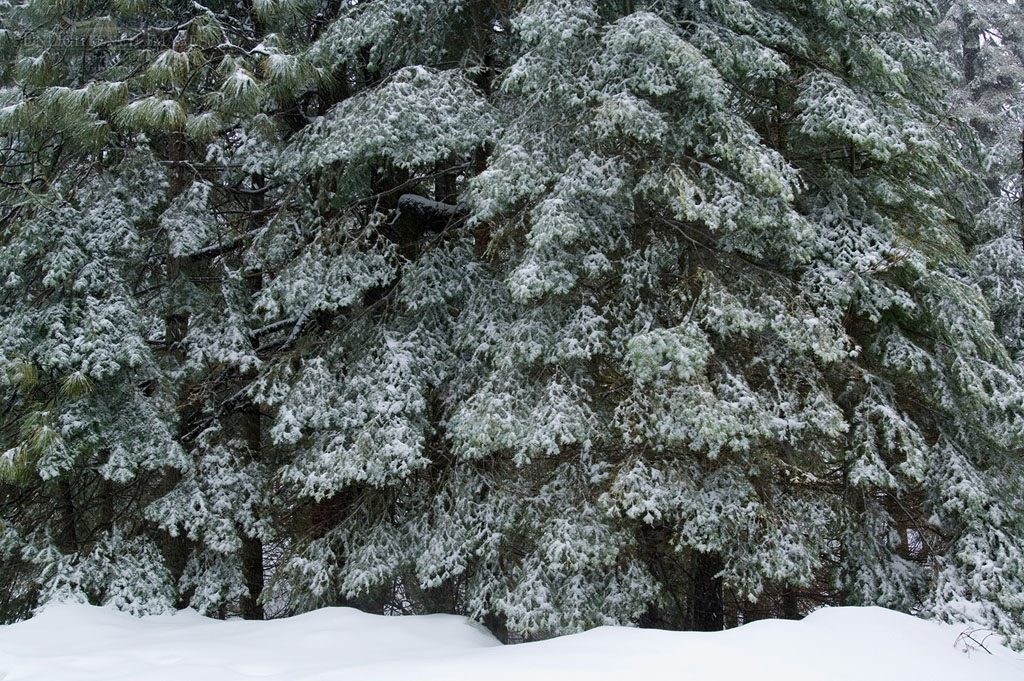 Pine trees in winter, Yosemite Photo: Fresh winter snow on branches of Red Fir trees at Crane Flat, Yosemite National Park, California