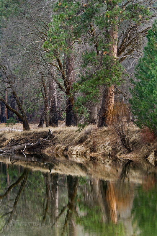Trees along the Merced River Photo: Trees in spring reflected in water of the Merced River, Yosemite Valley, Yosemite National Park, California