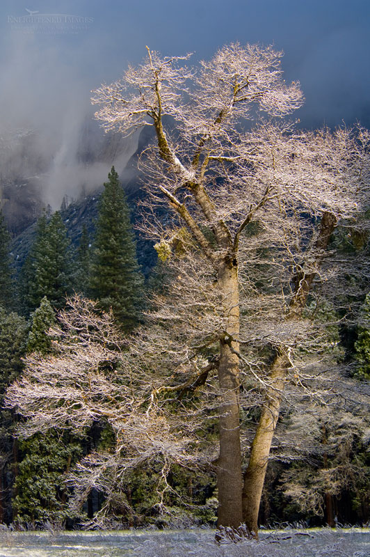Oak tree after winter storm Photo: Frosted trees after a spring snow storm, Yosemite Valley, Yosemite National Park, California