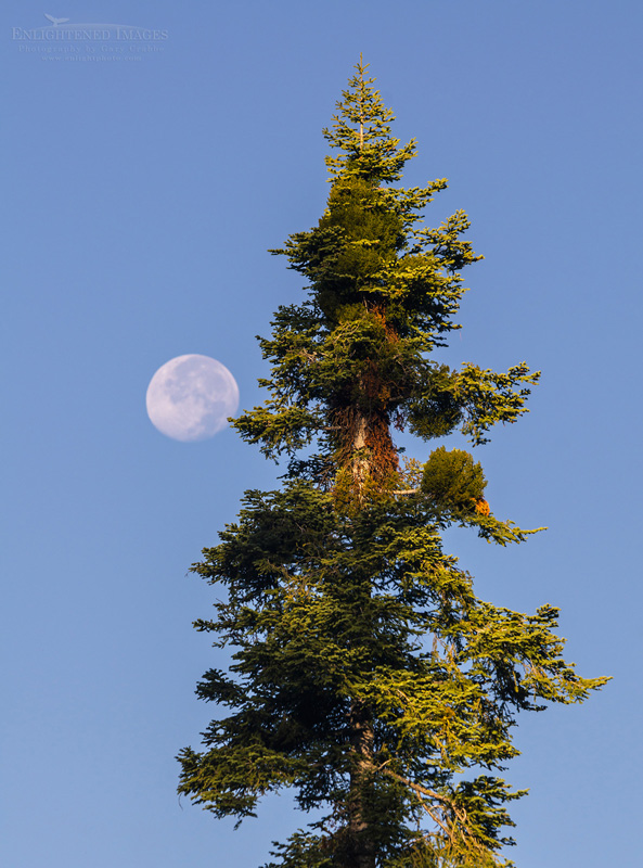 Moon and Giant Sequoia Tree Photo: Moon next to Giant Sequoia Tree (Sequoiadendron giganteum), Mariposa Grove of Giant Sequoias, near Wawona, Yosemite National Park, California