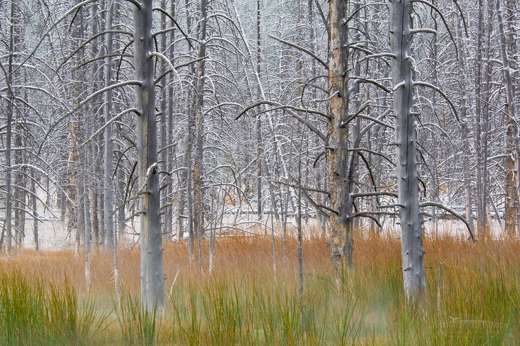 Photo: "Ghost Forest" Burnt tree trunks and grass after a fall snow storm, near Midway, near Firehole Lake Drive, Yellowstone National Park, Wyoming