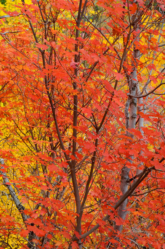 Fall foliage in Zion NP Photo: Detail of fall foliage on trees in Zion Canyon, Zion National Park, Uta