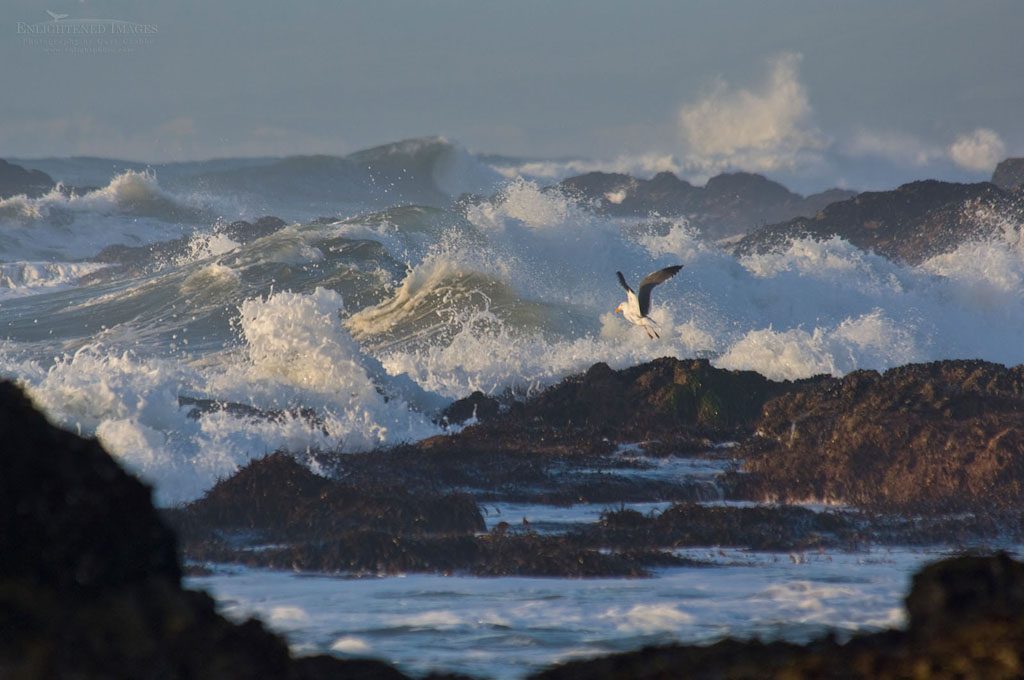 Photo: Seagull and ocean waves and angry surf along coastal roacks at Pescadero State Beach, San Mateo County coast, California