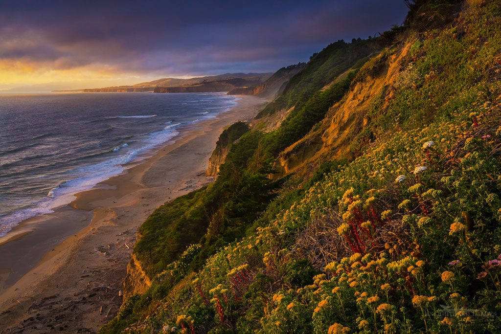 Photo: Wildflowers on coastal cliffs at sunset, San Gregorio State Beach, San Mateo County coast, California