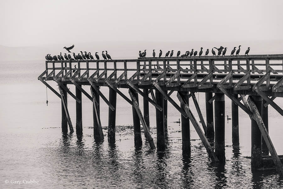 Photo: Cormorants on pier at the Historic Lifeboat Station on Drakes Bay, Point Reyes National Seashore, Marin County, California