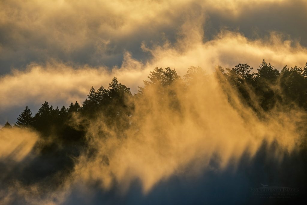 Photo: Clouds rising up from forest at sunset at Mount Tamalpais State Park, Marin County, California