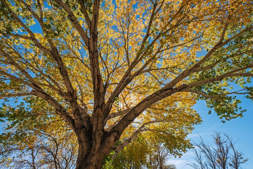Photo: Backlit Cottonwood tree in fall, Big Pine, Inyo County, Eastern Sierra, California