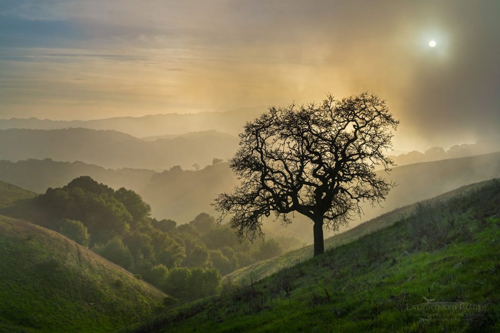 Photo: Sun setting through fog over oak tree and green hills in Briones Regional Park, Contra Costa County, California