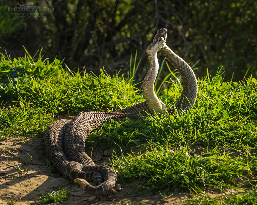 Image: Pair of male Northern Pacific (Western) rattlesnakes (Crotalus oreganus oreganus) wrestling in a mating combat dance in Briones Regional Park, Contra Costa County, California