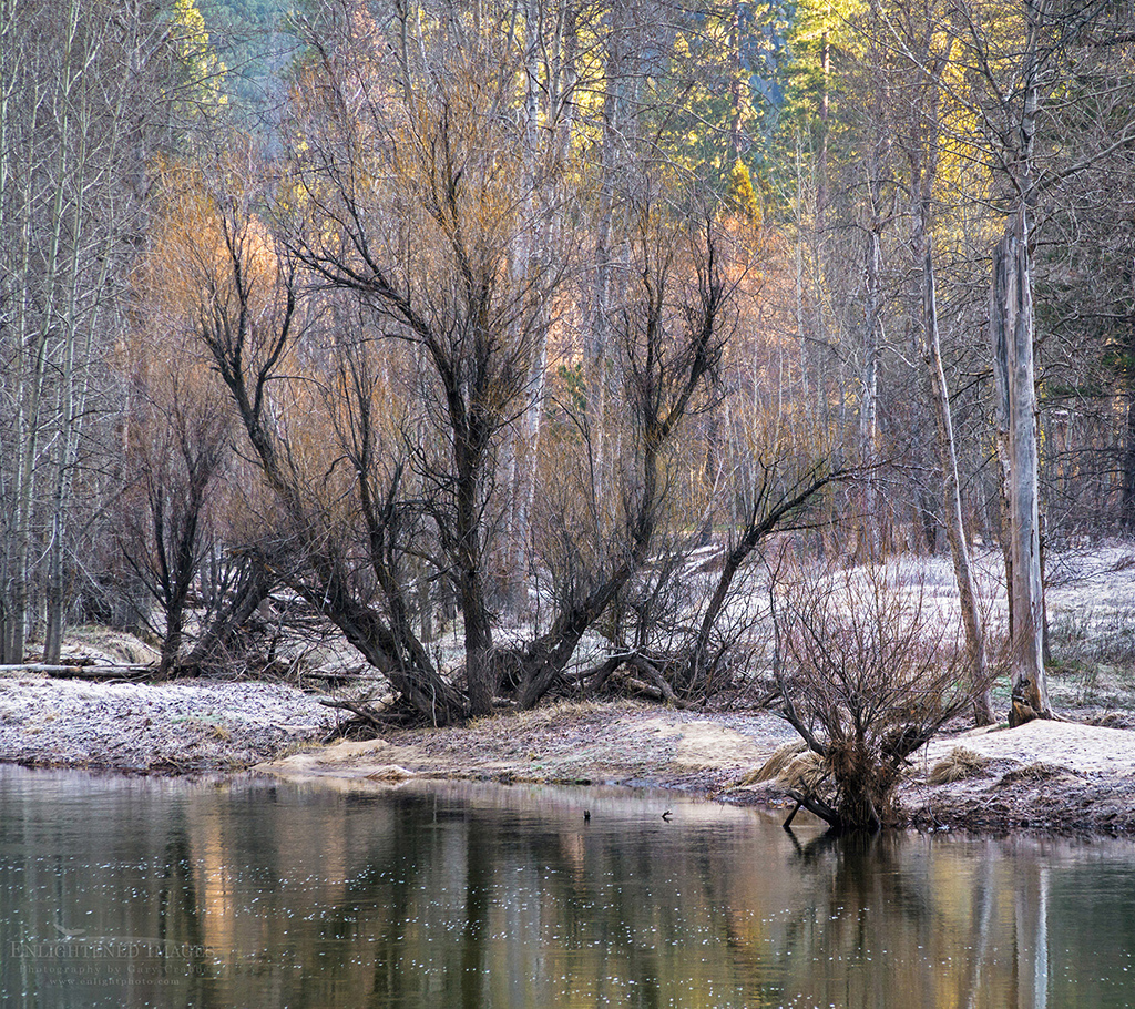 Image: Trees in early spring along the Merced River, Yosemite Valley, Yosemite National Park, California
