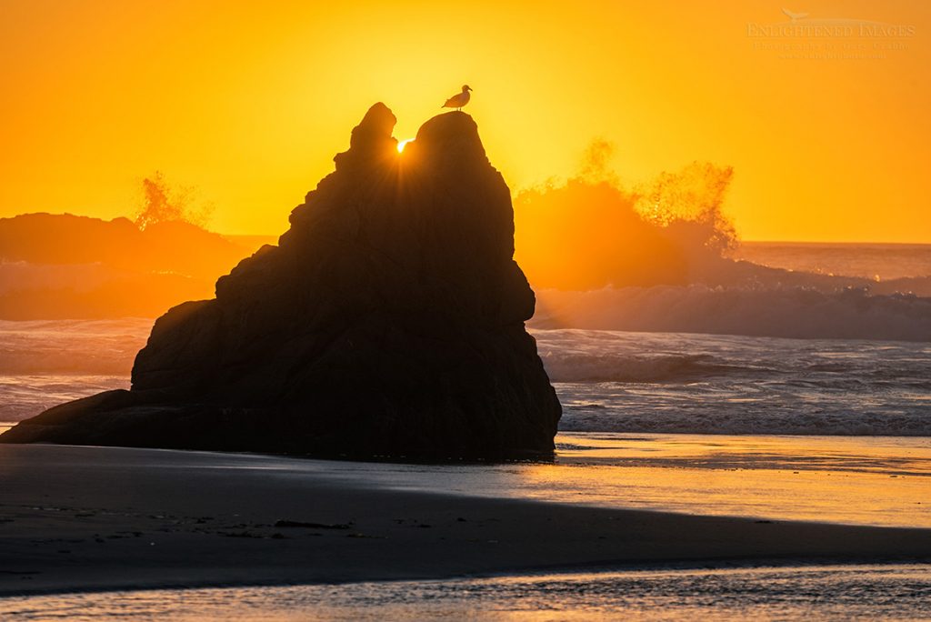 Photo: Bird on rock and crashing waves at sunset on Bandon Beach, Bandon, Oregon