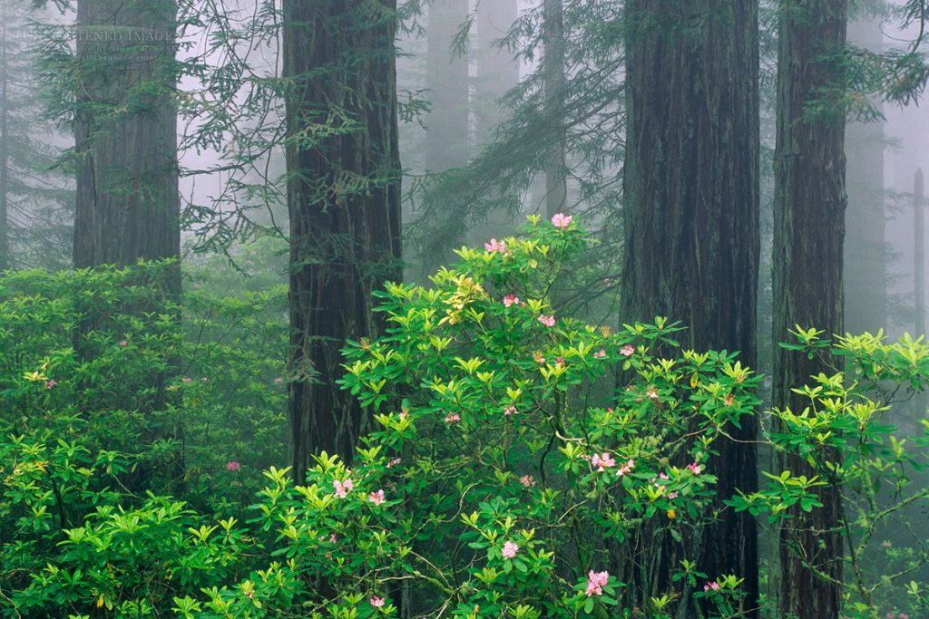Photo: Redwood trees, Rhododendrons, and fog, Redwood National Park, California