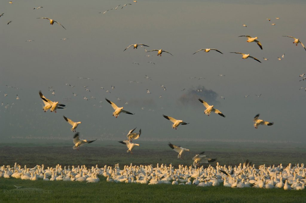 Photo: Flocks of Ross's Geese flying for landing in field in during migration, Merced National Wildlife Refuge, Central Valley, California