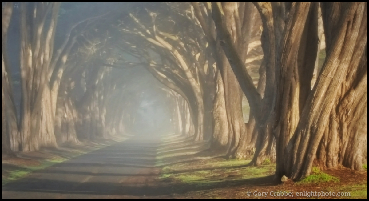 Image: The famous Tree Tunnel in a mix of fog and sunlight, Point Reyes National Seashore, Marin County, California
