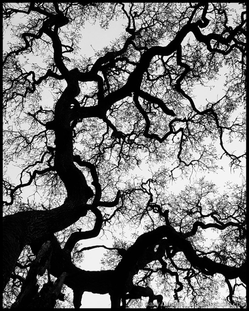 Photo: Oak Tree in winter - Black and White Silhouette