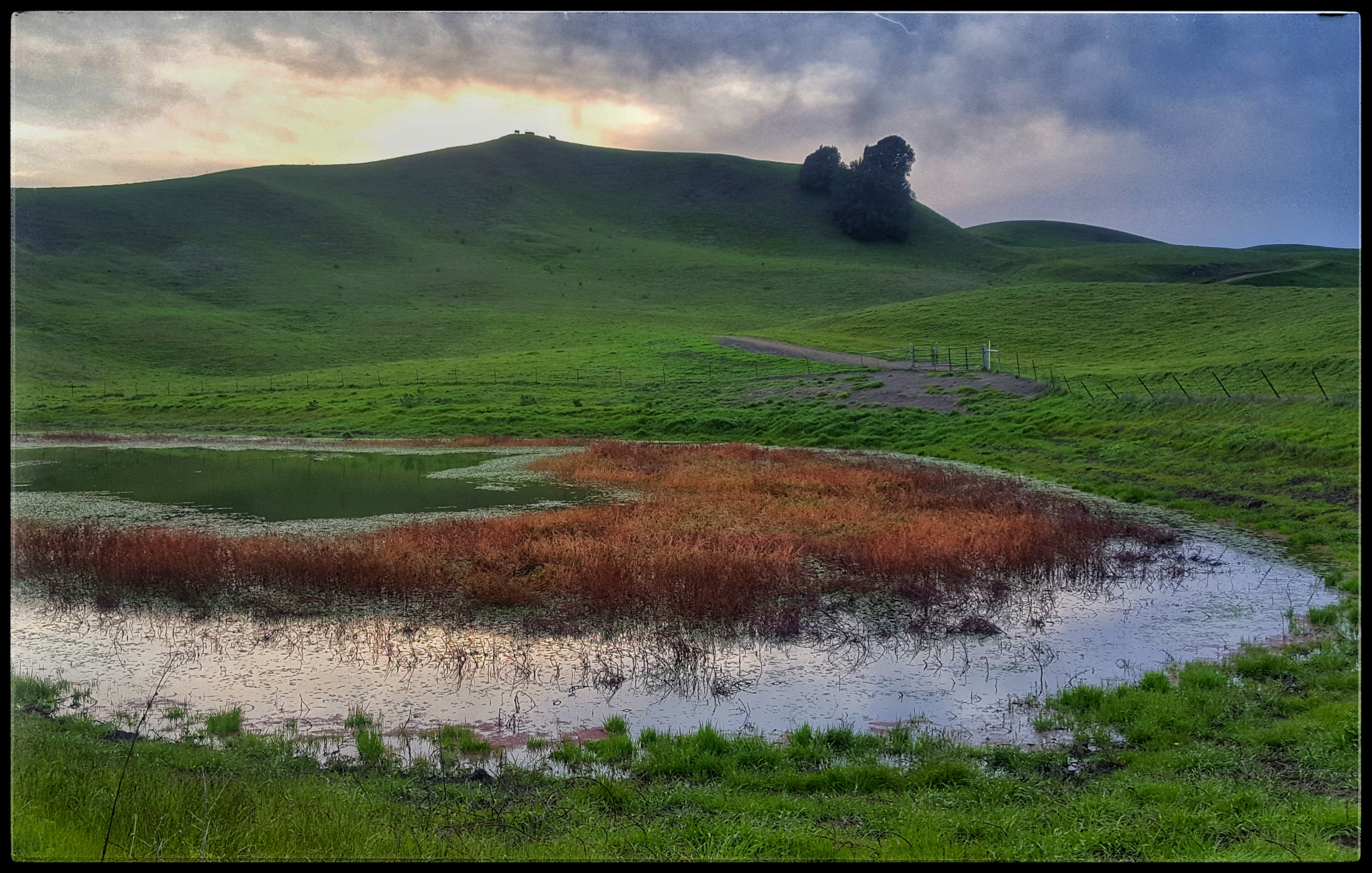 Image: Sunset over Mott Peak and the the 'Mickey Mouse' tree along the Briones Crest, Briones Regional Park, California