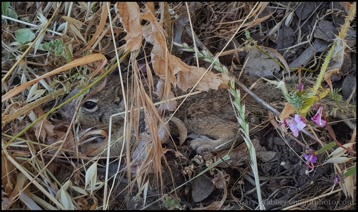 Image: Camouflage -- Baby squirrel hiding in underbrush, Briones Regional Park, California