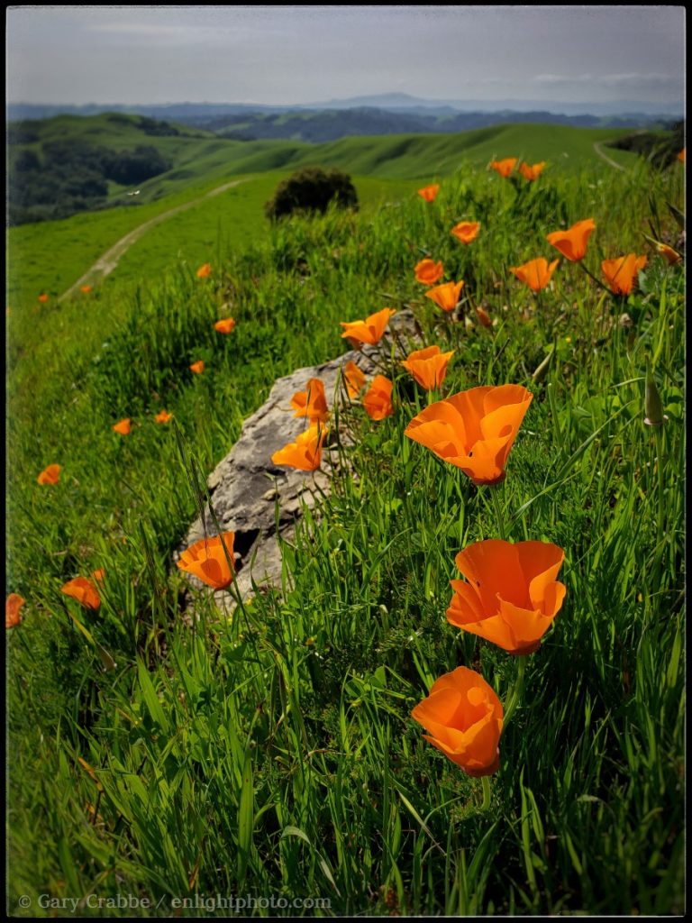 Photo: Poppies in bloom, Briones Regional Park, Contra Costa County, California