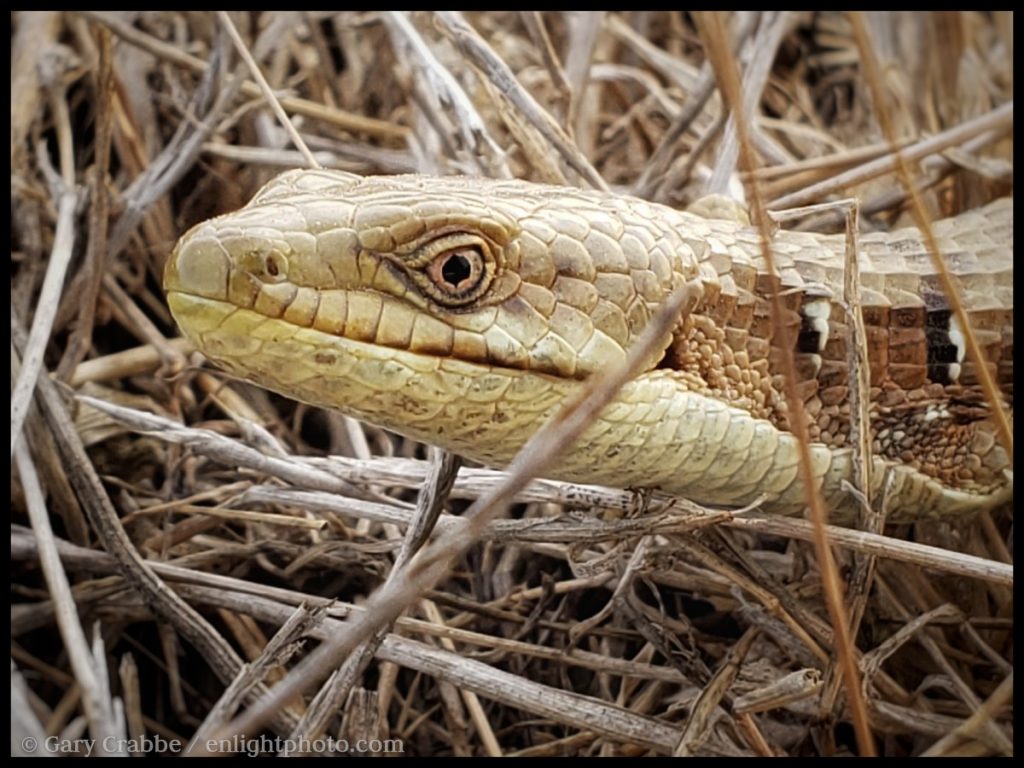 Photo: Portrait of an Alligator Lizard, Briones Regional Park, Contra Costa County, California