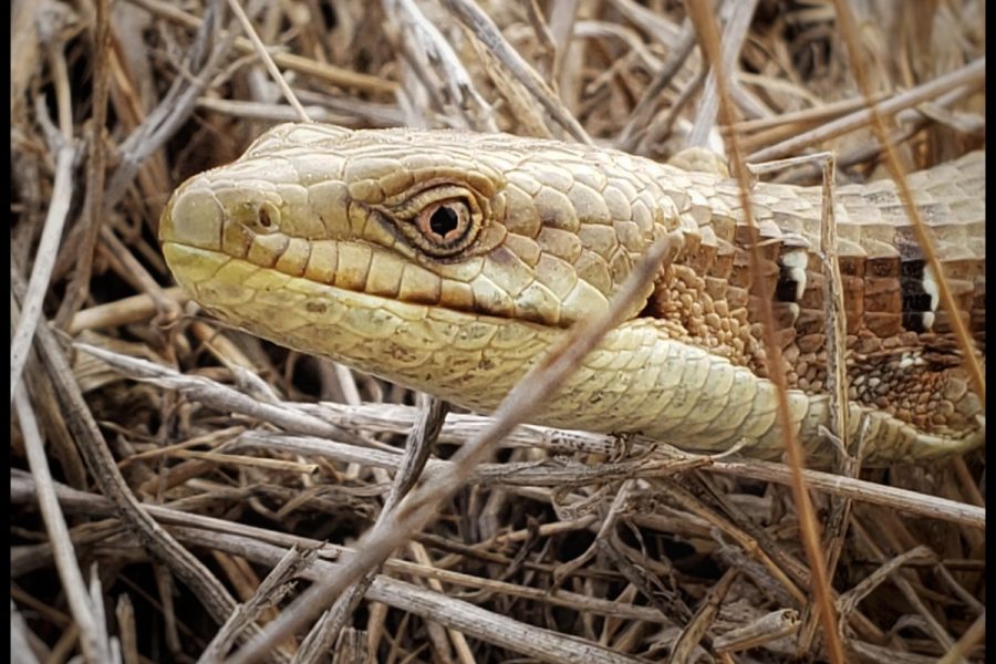 Photo: Portrait of an Alligator Lizard, Briones Regional Park, Contra Costa County, California