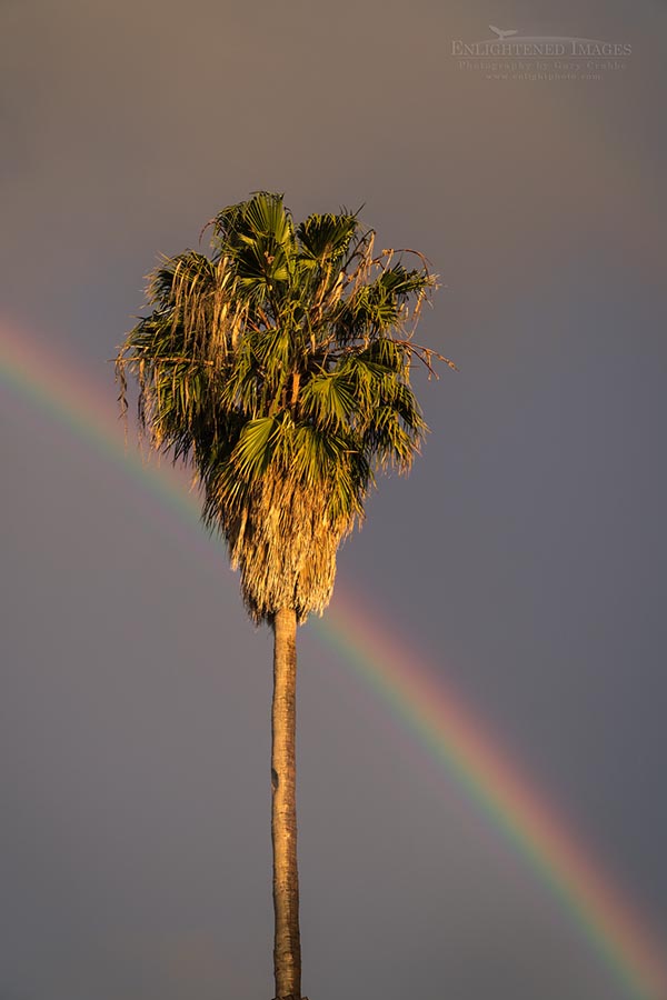Photo: Rainbow behind palm tree, Contra Costa County, California