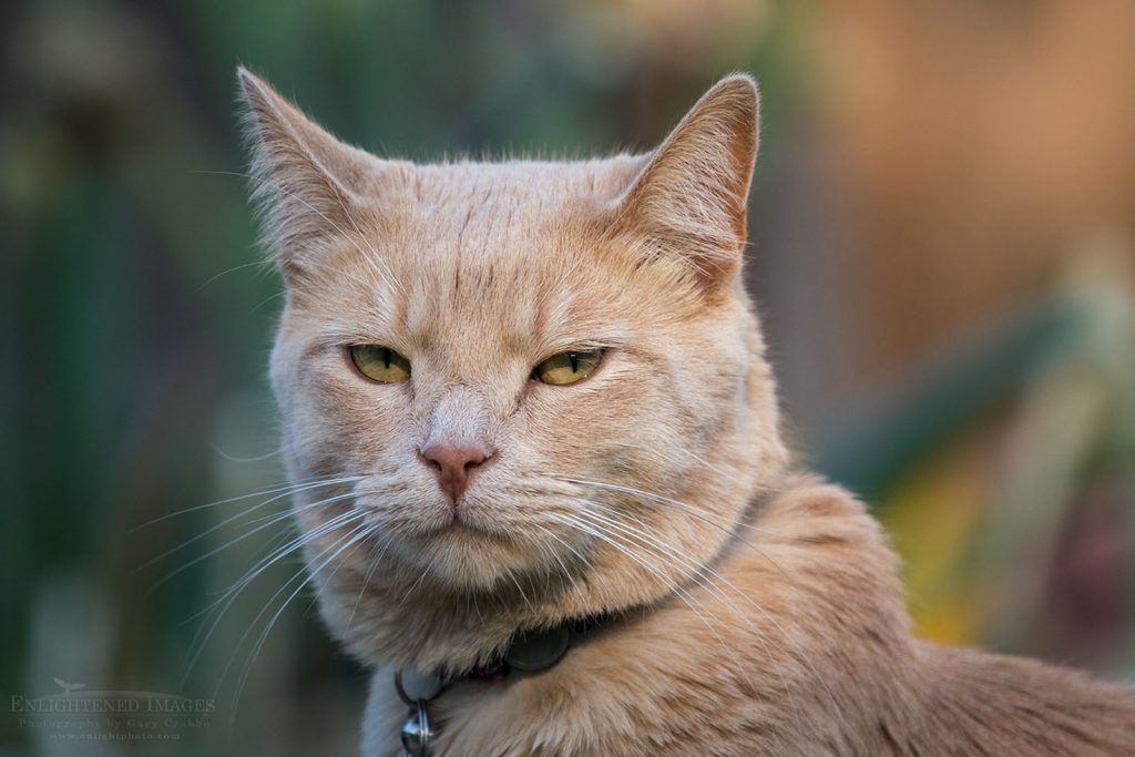 Milo Grumpy cat expression