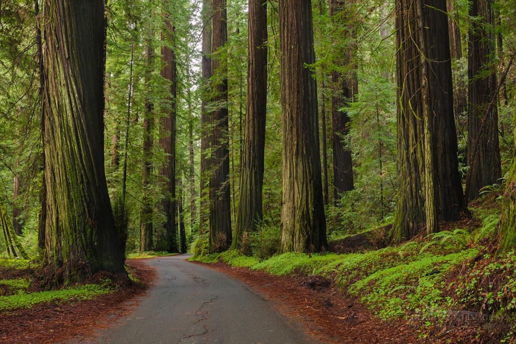 Photo picture of Road through redwood trees in old-growth redwood forest, Humboldt Redwoods State Park, Humboldt County, California