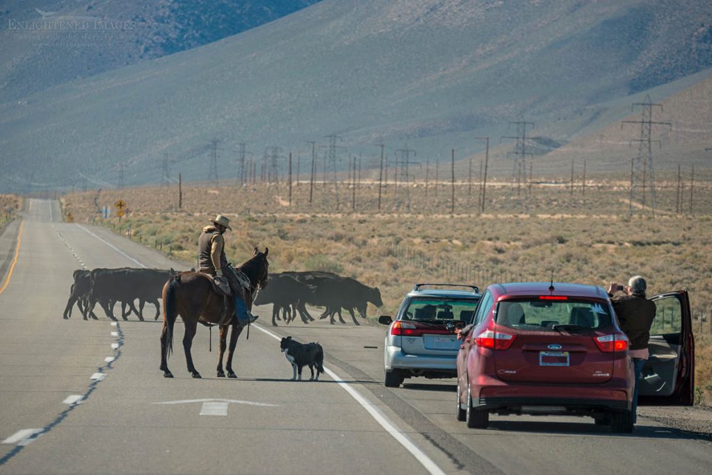 Photo picture of Cowboy rancher and dog stop traffic on rural highway while herd of cattle cross the road, Highway 395 near Bishop, Inyo County, Eastern Sierra, California