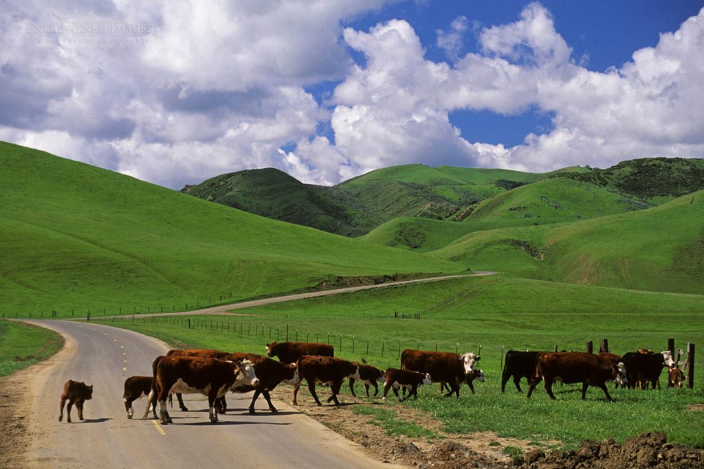 Photo picture of Cattle crossing rural country road below green hills of the Diablo Range in spring near Patterson, Stanislaus County, California