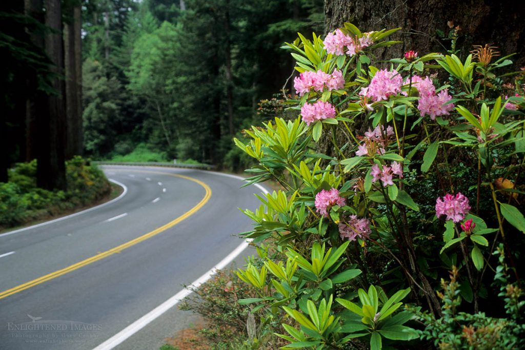 Photo picture of Rhododendron flowers bloom next to US 101, the Redwood Highway, Redwood National Park, Del Norte County California