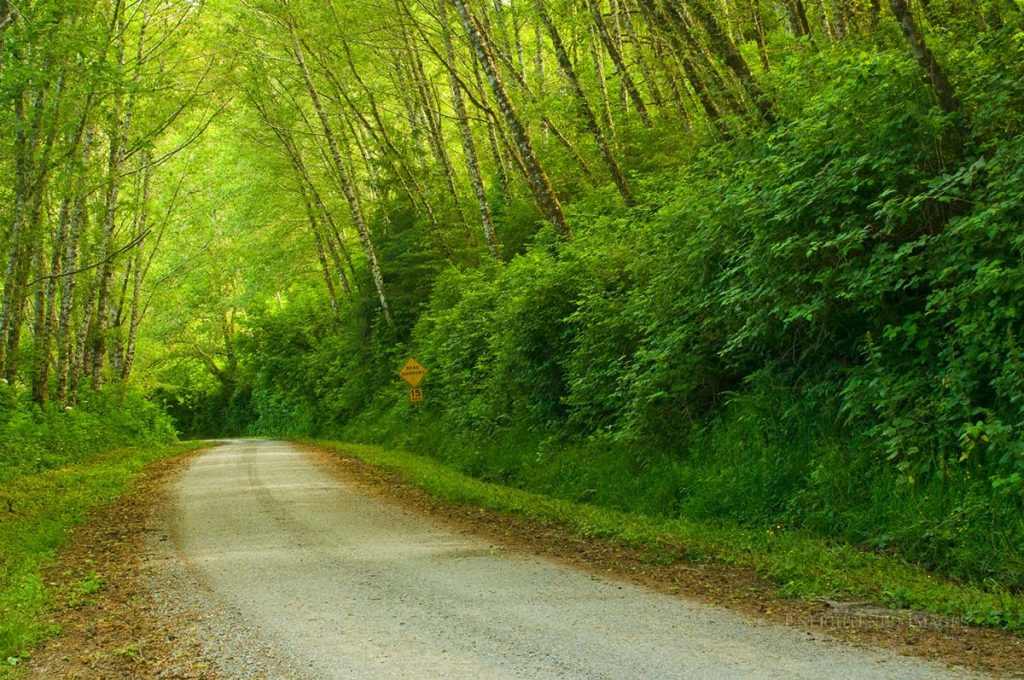 Photo picture of Rural dirt road through green trees and forest along the Coastal Drive, Redwood National Park, California