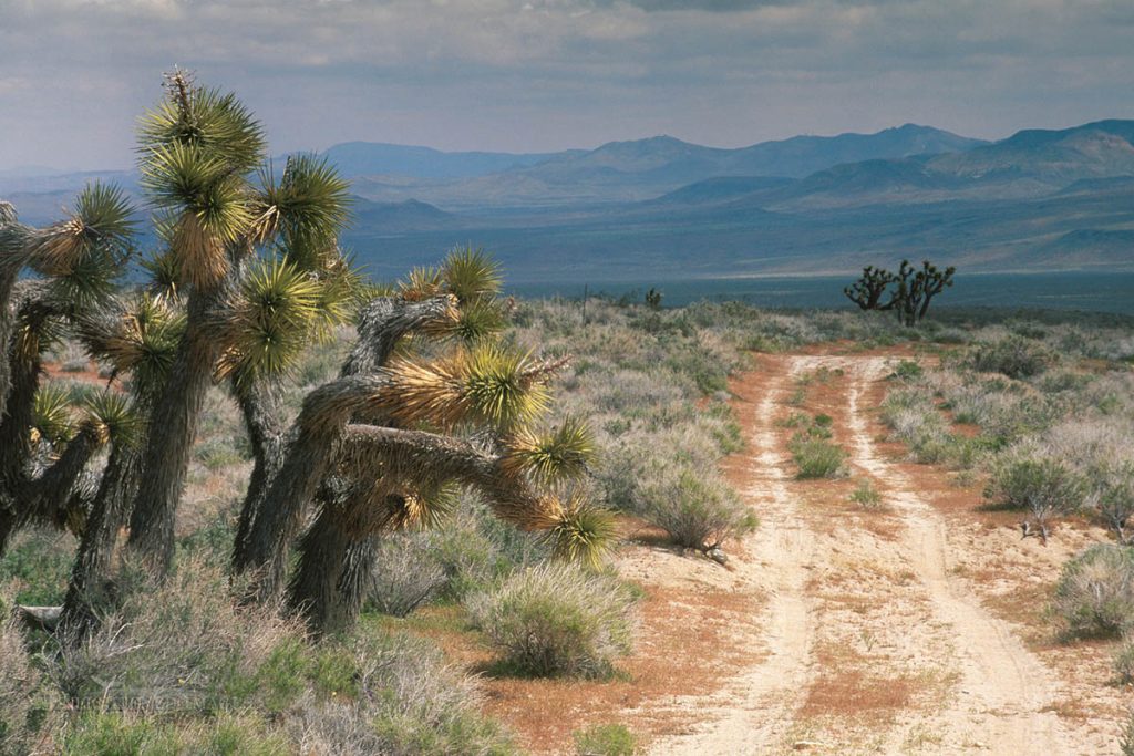 Photo picture of Tire tracks on dirt road through desert sage brush and Joshua Trees, Kern County, California