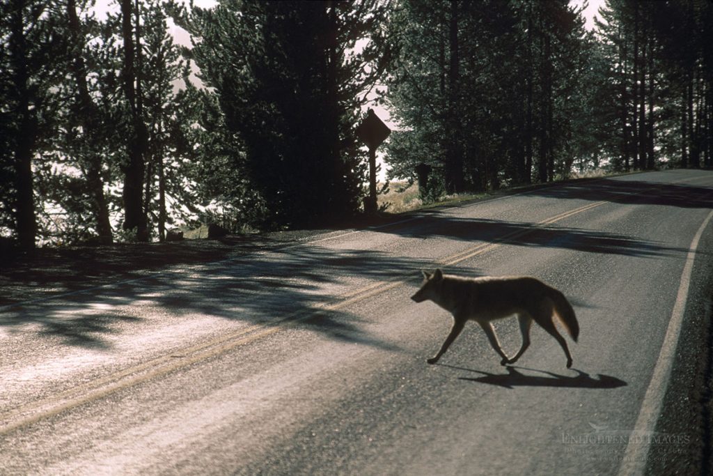 Photo picture of Coyote (animal wildlife) crossing a two-lane paved road near the Yellowstone River, Yellowstone National Park, Wyoming