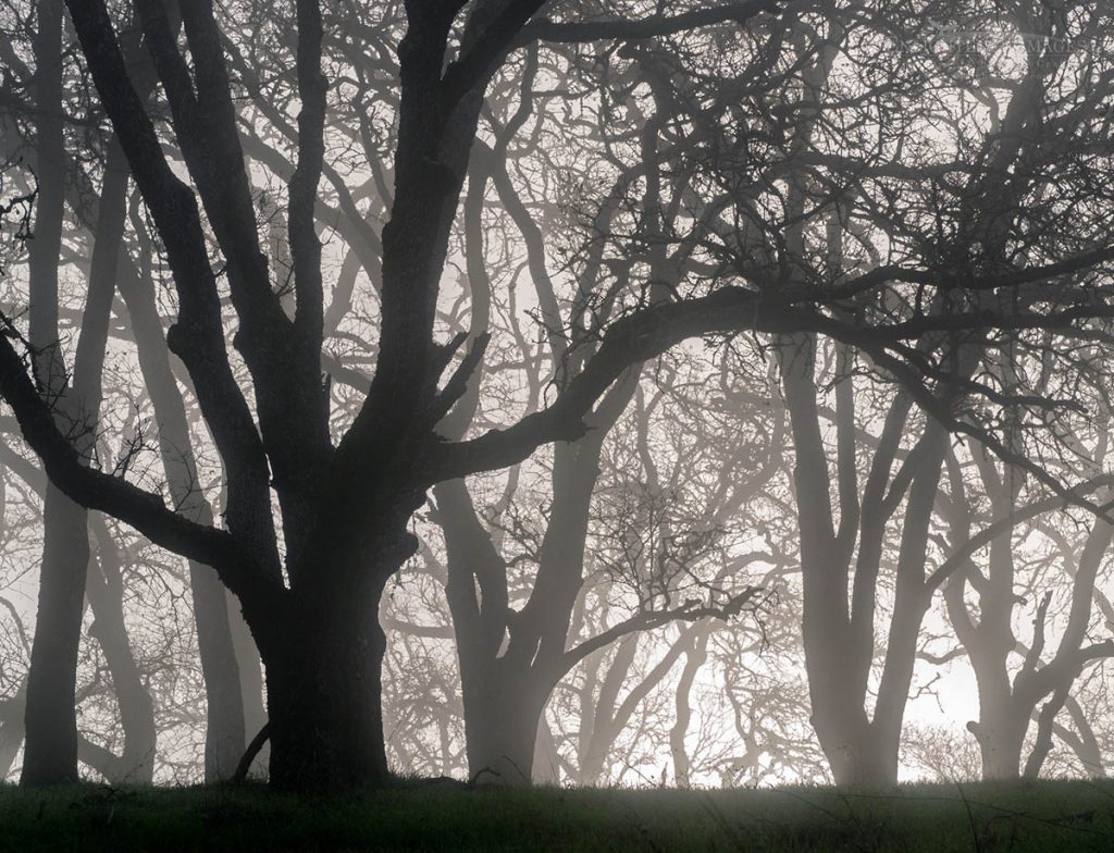 Photo picture of Oak trees in fog, Briones Regional Park, Contra Costa County, California