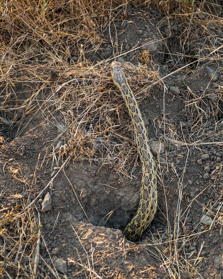 Photo Picture of Gopher snake coming out of a rodent burrow, Briones Regional Park, Contra Costa County, California