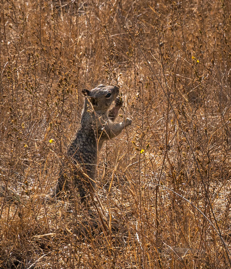 Photo Picture of Ground squirrel eating seeds from grass, Briones Regional Park, Contra Costa County, California
