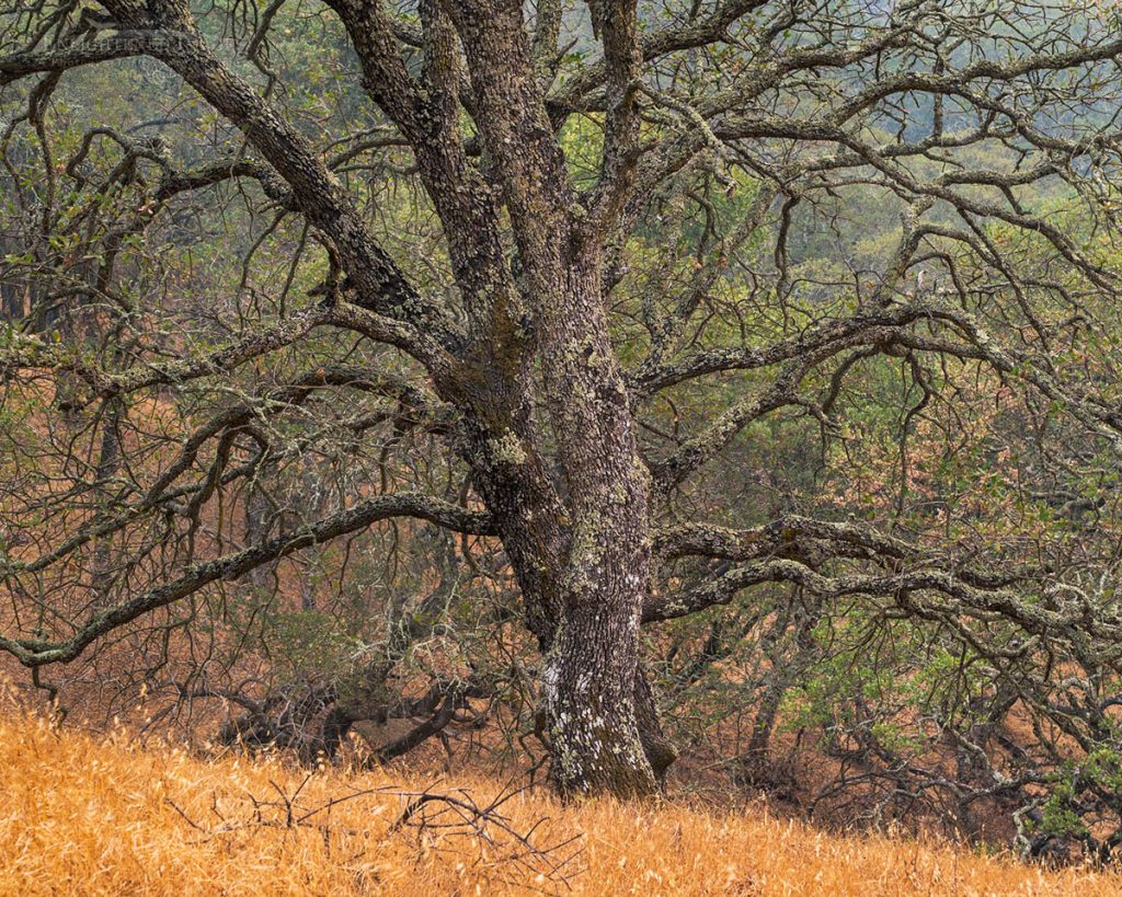 Photo Picture of Oak tree detail, Briones Regional Park, Contra Costa County, California